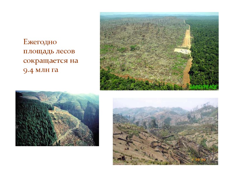 Ежегодно площадь лесов сокращается на 9.4 млн га